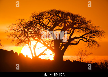 Africa, Botswana, impostazione sun sagome Baobabs su Kubu Island il Makgadikgadi Pan nel Deserto Kalahari Foto Stock