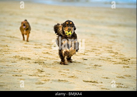 Cocker Spaniel cane con sfera - acceso in spiaggia Foto Stock