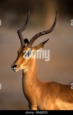 Il Botswana, Chobe National Park, maschio adulto Impala (Aepyceros melampus) in Savuti Marsh al tramonto Foto Stock