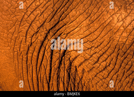 Il Botswana, Chobe National Park, dettaglio di Elephant 's nascondi (Loxodonta africana) al tramonto in Savuti Marsh Foto Stock