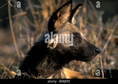 Africa, Botswana Chobe National Park, African Wild Dog (Lycaon pictus) giace in erba, vicino a Savuti Marsh in mattina presto Foto Stock