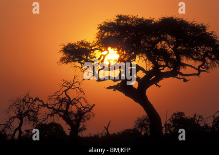 Il Botswana, Chobe National Park, impostazione sun sagome alberi vicino al foro di acqua in Savuti Marsh al tramonto Foto Stock