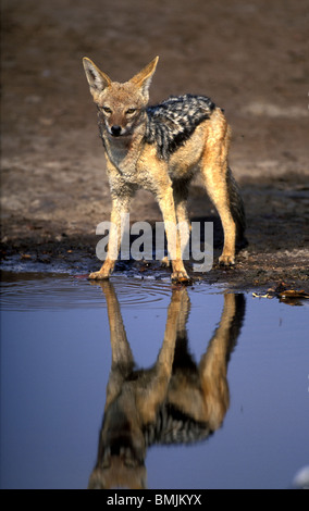 Africa, Botswana Chobe National Park, Nero Backed Jackal (Canis mesomelas) cammina su dune di sabbia nel deserto del Kalahari Foto Stock