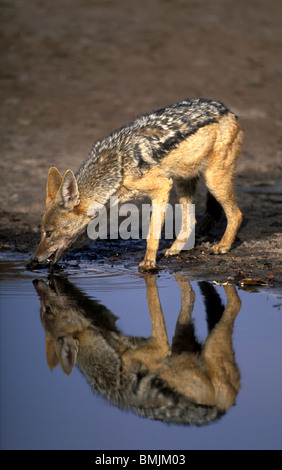 Africa, Botswana Chobe National Park, Nero Backed Jackal (Canis mesomelas) cammina su dune di sabbia nel deserto del Kalahari Foto Stock