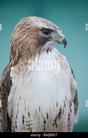 Una femmina Red Tailed Hawk o Chickenhawk (Buteo jamaicensis) in cattività in Lincolnshire, Inghilterra Foto Stock