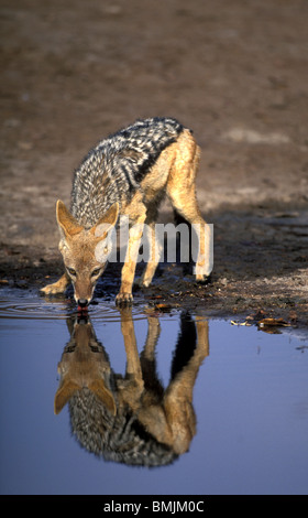 Africa, Botswana Chobe National Park, Nero Backed Jackal (Canis mesomelas) cammina su dune di sabbia nel deserto del Kalahari Foto Stock