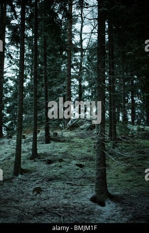 Penisola Scandinava, Svezia, Skane, vista alberi di conifere in foresta Foto Stock