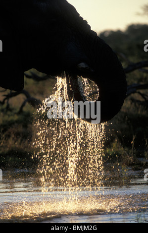 Africa, Botswana Chobe National Park, Elefante africano (Loxodonta africana) bevande dal foro di acqua nei pressi di Savuti Marsh al tramonto Foto Stock