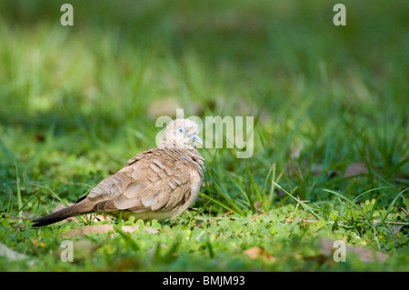 Colomba pacifica Geopelia placida Territorio del Nord Australia Foto Stock