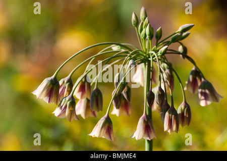 Allium bulgaricum subsp. Nectaroscordum siculum in fiore in tarda primavera Foto Stock