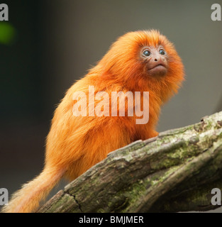 Un simpatico Golden Lion Tamarin baby (Leontopithecus rosalia) Foto Stock