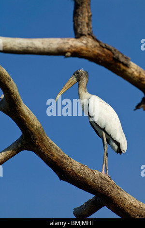 Un ibis stork in un albero morto Foto Stock