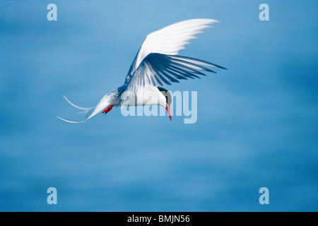 Arctic tern in volo contro il cielo blu Foto Stock