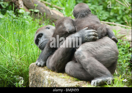 Close-up di un simpatico baby gorilla e madre Foto Stock