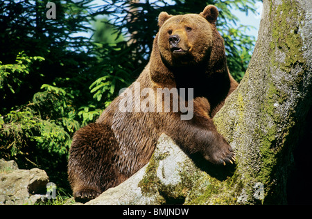 Orso bruno - arrampicata su un tronco di albero / Ursus arctos Foto Stock