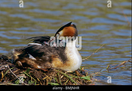 Svasso maggiore con tre pulcini nel suo piumaggio / Podiceps cristatus Foto Stock