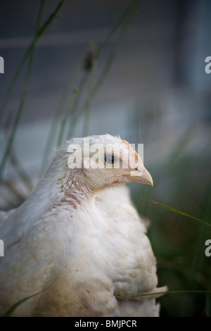 La Scandinavia, Svezia, Skane, pollo, close-up Foto Stock