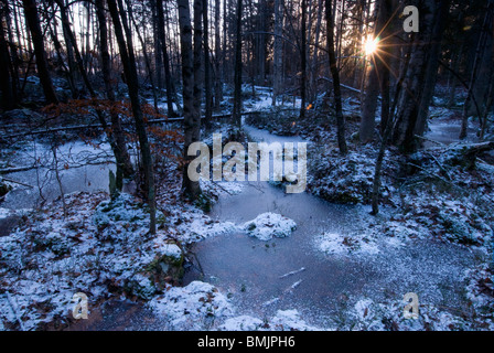 La Scandinavia, Svezia, Smaland, vista della foresta in inverno Foto Stock