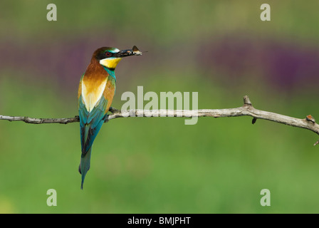 L'Europa, Ungheria, F?geludden, vista dell'bee eater holding insetto in bocca Foto Stock