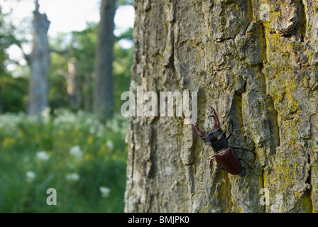 Un stag beetle su un tronco di albero Foto Stock