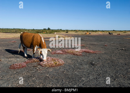 La Scandinavia, Svezia, Oland, mucca pascolare nel paesaggio Foto Stock