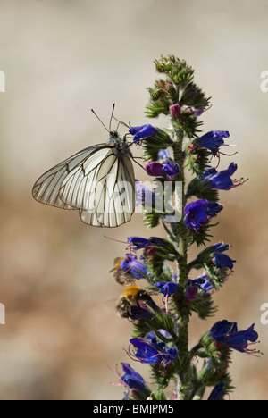 La Scandinavia, Svezia, Oland, nero-bianco venato farfalla posata sul fiore, close-up Foto Stock