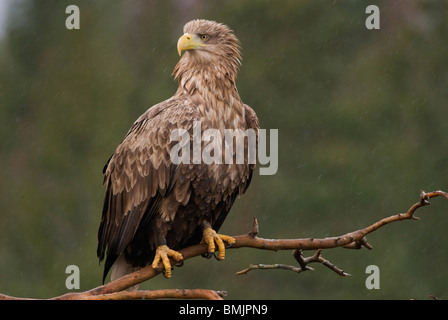 La Scandinavia, Svezia, Smaland, White Tailed eagle appollaiate sul ramo, close-up Foto Stock