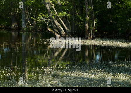 La Scandinavia, Svezia, Oland, fiore galleggianti sulla palude, alberi in background Foto Stock