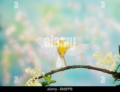 Domestico canarie giallo (Harzer rullo), uccello adulto di atterraggio su un ramoscello Foto Stock