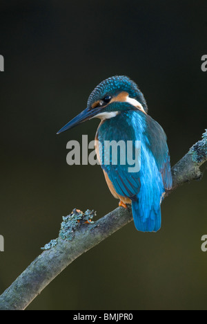 La Scandinavia, Svezia, Smaland, Kingfisher bird appollaiate sul ramo, close-up Foto Stock