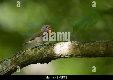 La Scandinavia, Svezia, Skane, Spotted Flycatcher il canto degli uccelli sul ramo, close-up Foto Stock