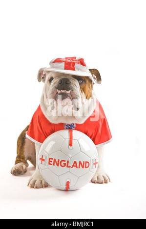 Un Bulldog inglese con un calcio mentre indossa una squadra dell'Inghilterra football shirt e cap contro uno sfondo bianco. Foto Stock