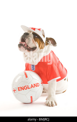 Un Bulldog inglese con un calcio mentre indossa una squadra dell'Inghilterra football shirt e cap contro uno sfondo bianco. Foto Stock