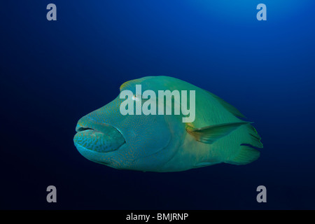 Napoleone o Humphead Wrasse (Cheilinus undulatus) nuotare in un chiaro sfondo blu Foto Stock