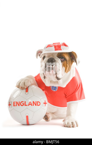 Un Bulldog inglese con un calcio mentre indossa una squadra dell'Inghilterra football shirt e cap contro uno sfondo bianco. Foto Stock