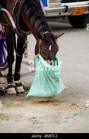 Egitto Luxor. Trasporto di strada mangiare cavallo dalla sacca di alimentazione. Foto Stock
