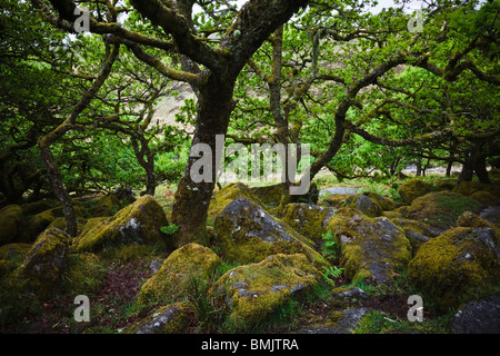 Antiche querce in legno Wistmans, Parco Nazionale di Dartmoor, Devon, Inghilterra Foto Stock