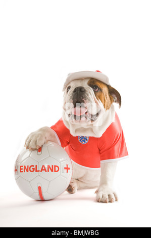 Un Bulldog inglese con un calcio mentre indossa una squadra dell'Inghilterra football shirt e cap contro uno sfondo bianco. Foto Stock