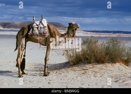 Camel decorate con tassles sorge nel deserto lungo un percorso possibile che Mosè potrebbe aver preso a Mt. Il Sinai, Egitto. Foto Stock