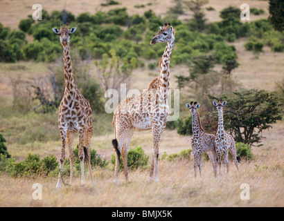 Due Giraffe con due cuccioli / Giraffa camelopardalis Foto Stock