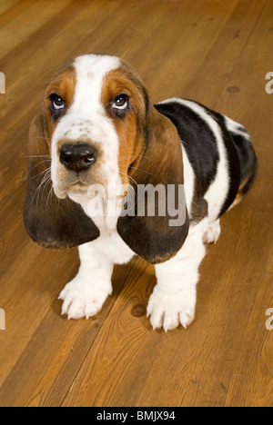 Basset cane - cucciolo di seduta Foto Stock