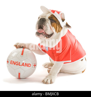 Un Bulldog inglese con un calcio mentre indossa una squadra dell'Inghilterra football shirt e cap contro uno sfondo bianco. Foto Stock