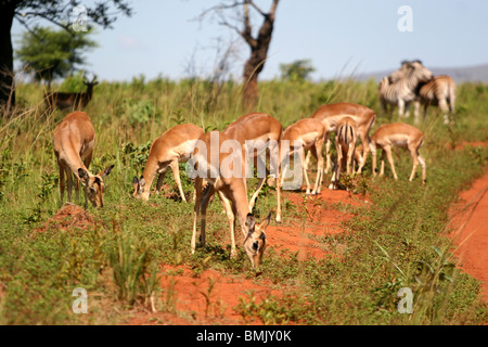 Impala pascolo a Mlilwane Wildlife Sanctuary, dello Swaziland. Foto Stock