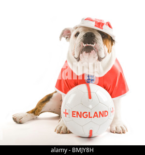 Un Bulldog inglese con un calcio mentre indossa una squadra dell'Inghilterra football shirt e cap contro uno sfondo bianco. Foto Stock