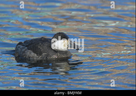 Ruddy maschio anatra in non-allevamento piumaggio galleggianti sull'acqua Foto Stock