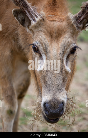 Un ritratto di profilo di Pere David Deer Foto Stock