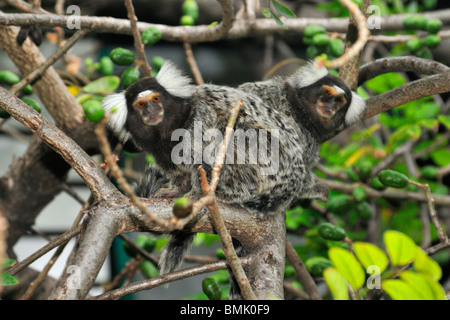 Coppia di scimmie marmoset a chioma Brasile Foto Stock