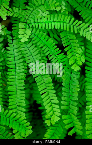 Maidenhair Fern Foto Stock