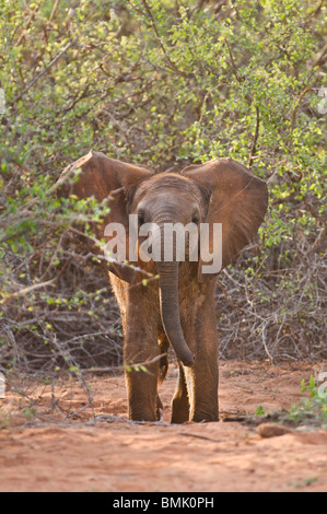 Elefante africano (Loxodonta africana) - singolo giovane baby elephant vitello guardando attraverso la bussola - Tsavo Est, Kenya, Africa orientale Foto Stock