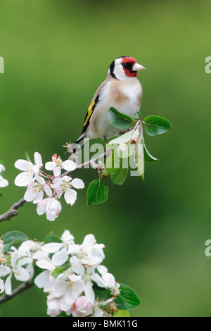 Cardellino, Carduelis carduelis, singolo uccello su blossom, Midlands, Maggio 2010 Foto Stock